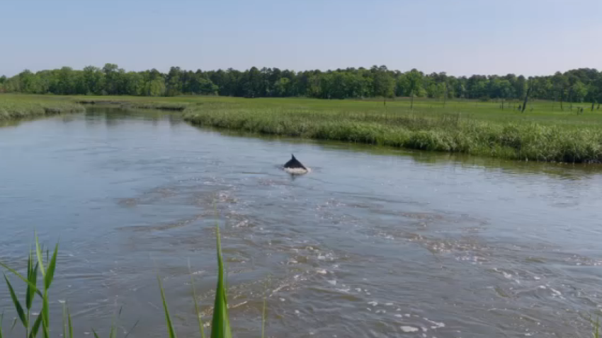 Dolphin swimming in creek