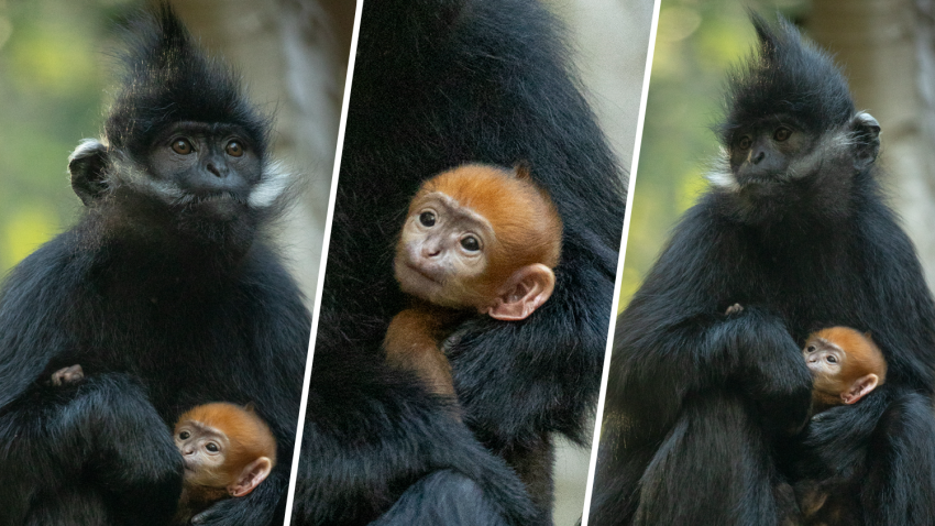 A bright orange endangered baby monkey was born at the San Diego Zoo Wildlife Alliance in April 2024, making this the zoo's first François' langur birth since 2019. (San Diego Zoo Wildlife Alliance)