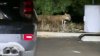 Hollywood Hills mountain lion video has wildlife enthusiasts buzzing