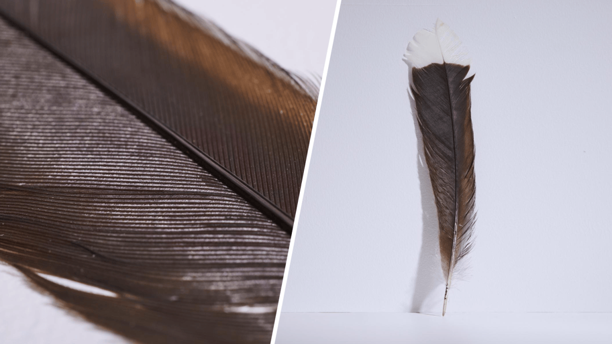 World's Rarest Feather Extinct huia bird feather breaks record as most expensive at auction ...