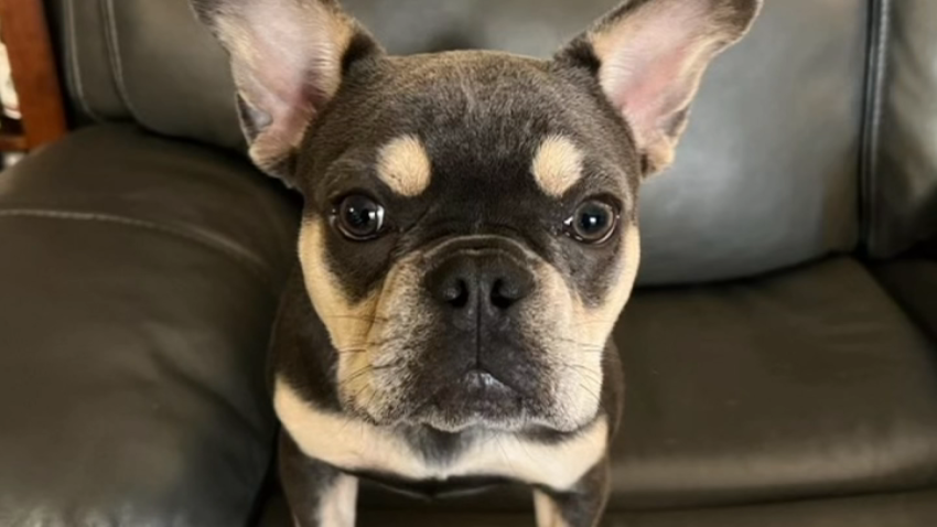 A Montebello family said a French Bulldog named Jennifer was stolen by a gunman Sunday night.