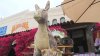 Owner of beloved Olvera Street burro pleads with board commissioners to stay in business