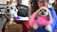 ‘Puppy Prom,’ an adorable animal-championing fundraiser, to crown cats and canines