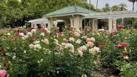 It's the rose's big moment; here's where to enjoy a glorious garden for free