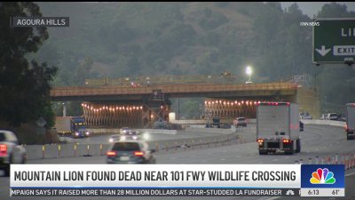 Mountain lion found dead near 101 Freeway wildlife crossing construction site