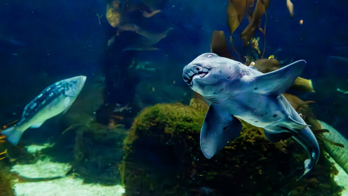 Birch Aquarium’s ‘Shark Summer’ has feedings, kelp dives, and trivia ...