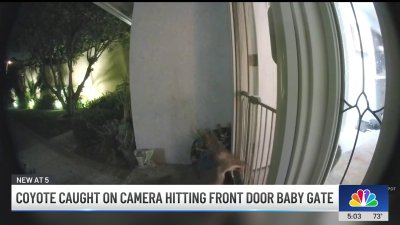 Coyote hits front door baby gate in front of Mission Viejo home