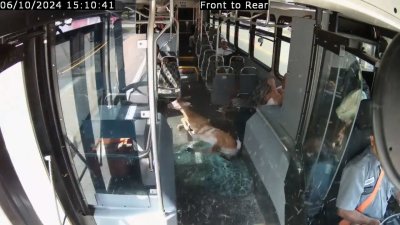 WATCH: Deer crashes through bus windshield in Rhode Island