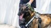 LA City Council rejects donation of police dogs