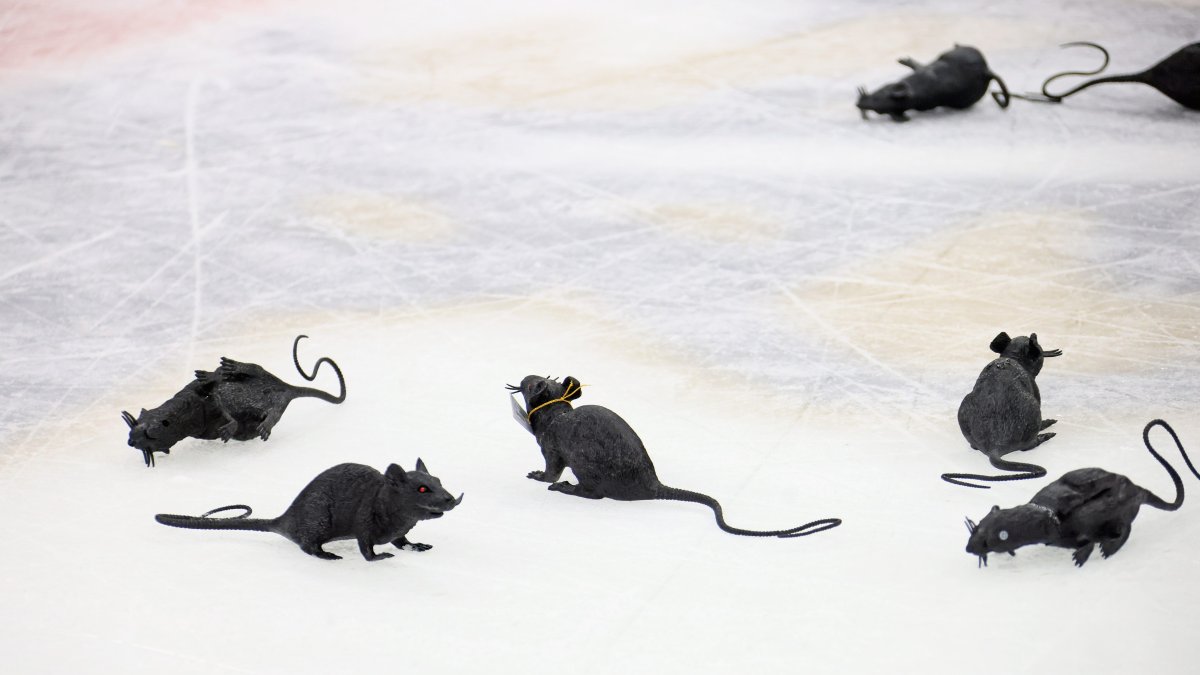 Stanley Cup Final Why Florida Panthers fans throw rats onto ice NBC