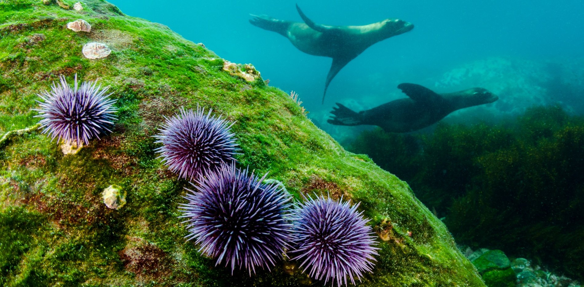 A celebration with spikes: The Mendocino Urchin Festival boasts walks, talks, and flavor - Vimarsana News