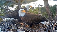 Fly by a free Big Bear fest for beloved bald eagles Jackie and Shadow
