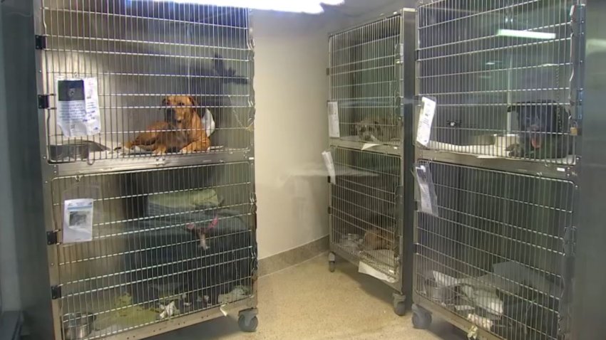 Dogs are pictured at an animal shelter in Los Angeles.