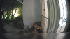 Coyote spotted lurking around Mission Viejo's home, ramming baby gate