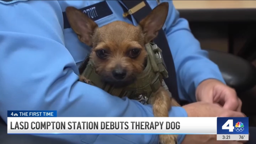 Willowbrook is a therapy K-9 who is offering comfort and compassion to first responders in LA County.