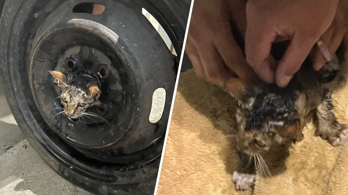 Kitten stuck in tire in Orange County rescued by firefighters – NBC Los Angeles