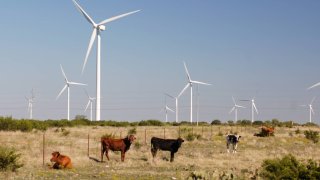 Cattle graze at the Buffalo Gap Wind Power project in Taylor and Nolan counties just south of Abilene, Texas.