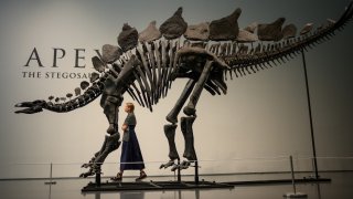 People look at a virtually complete Stegosaurus fossil on display at Sotheby’s on July 10, 2024 in New York City.