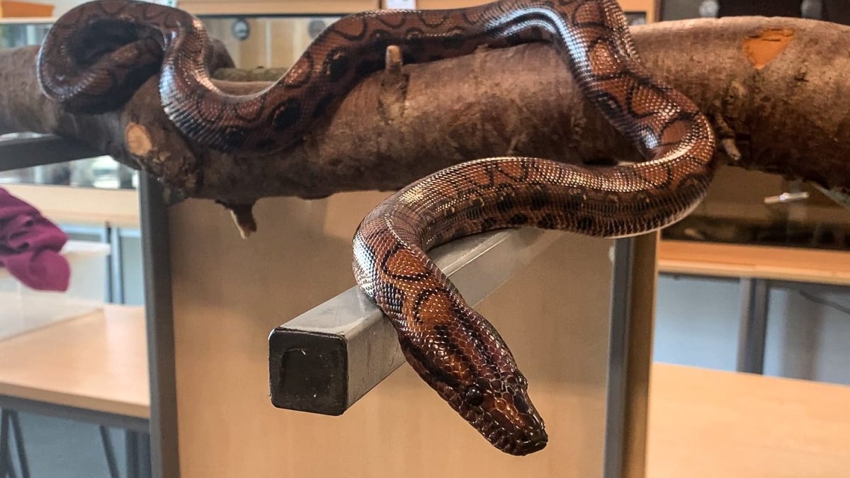 Boa constrictor gives birth to 14 baby snakes after living alone for ...