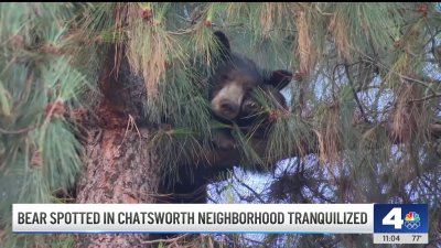Bear removed after hours in a Chatsworth tree