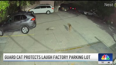Guard cat protects Laugh Factory parking lot from coyote