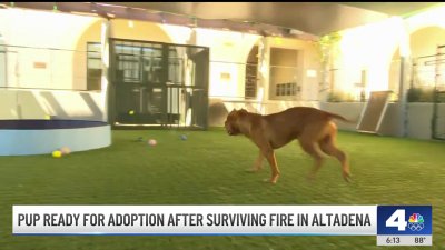 Pup ready for adoption after surviving fire in Altadena