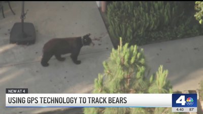 Using GPS technology to track bears