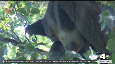 Chatsworth bear now camping out in Sylmar tree