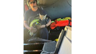 A coyote pup is held by a Cal Fire employee after being rescued on Thursday, July, 4, 2024 in San Mateo County, California. (CAL FIRE CZU San Mateo-Santa Cruz Unit  via AP photo)