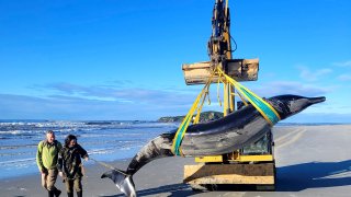 In this photo provided by the Department of Conservation rangers Jim Fyfe and Tūmai Cassidy walk alongside what is believed to be a rare spade-toothed whale.