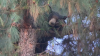 ‘Fast and furry-ous;' Tracking California's bears using GPS technology
