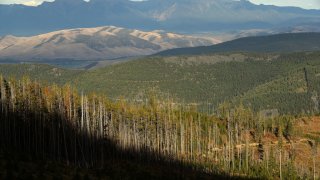 Like gray sticks standing along side living trees, mountain beetle-killed lodgepole pine stand at the edge of a logged area along the Reservation Divide September 14, 2019 on the Flathead Indian Reservation, Montana.