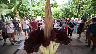 TOPSHOT – Visitors gather to see and smell the Corpse Flower during it’s brief bloom, as it is displayed at the Botanical Gardens section of the Huntington Library in San Marino, California, on August 28, 2023. The Corpse Flower (Amorphophallus titanum) is the largest unbranched inflorescence in the plant kingdom and can grow more than 8 feet (2.43m) tall, blooming for only 1 to 3 days every few years, boasting a powerful stench when it blooms, earning the flower its putrid name. (Photo by Robyn Beck / AFP) (Photo by ROBYN BECK/AFP via Getty Images)