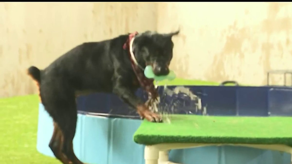 Pasadena Humane kicks off big dog adoption with puppy pool party – NBC