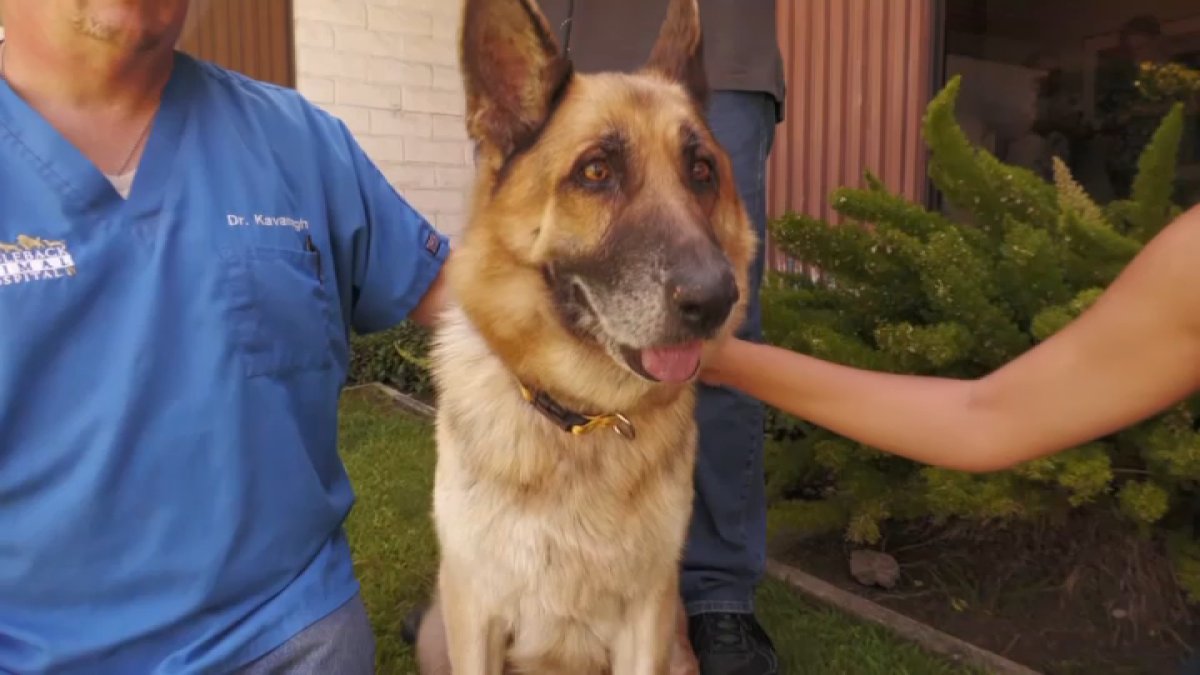 German shepherd found ziptied in Malibu, now battling cancer NBC Los