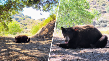 A bear removed from a tree in Chatsworth was released back into the Southern California mountains.