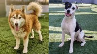 Pasadena Humane will waive adoption fees for larger pups during ‘Big Dog Summer'