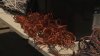 Suspected copper wire thieves arrested after traffic stop in Santa Monica