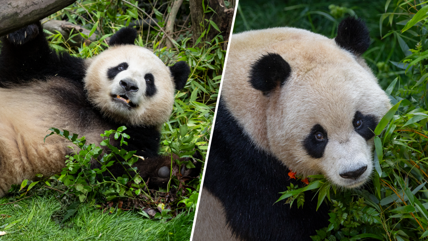 Xin Bao on the left and Yun Chuan on the right, San Diego Zoo's two new pandas.