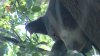 Bear tranquilized in Chatsworth and returned to mountains shows up in a Sylmar tree