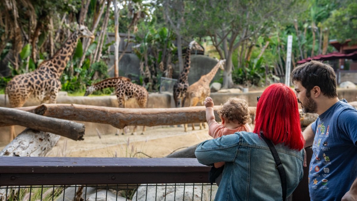 Things to do this weekend: Zoo Friday Nights, an all-ages party