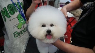 A dog getting groomed during a pet show in Shanghai on August 17, 2023.