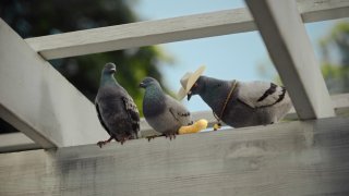 The “For the Birds” ad campaign for DirecTV emphasizes customers don’t need a satellite dish anymore for service. The pigeons are voiced by former NFL star Deion Sanders, and actors Steve Buscemi and Henry Winkler.