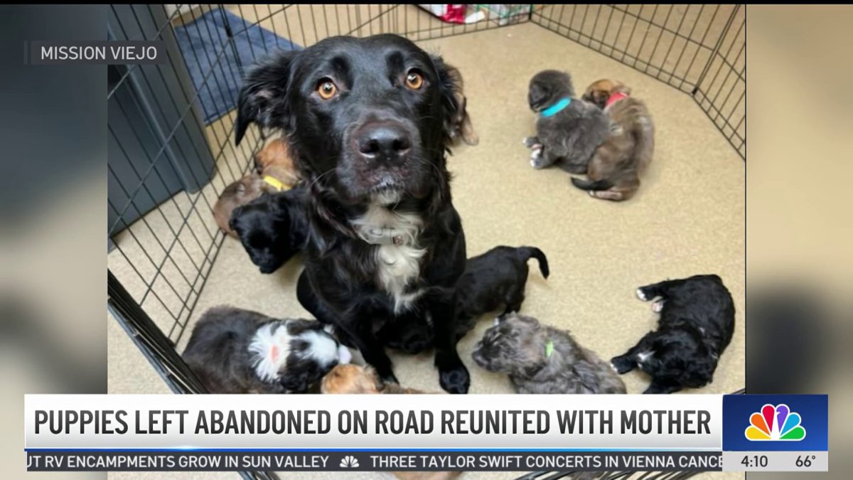 Abandoned newborn puppies reunited with mother in Mission Viejo – NBC ...