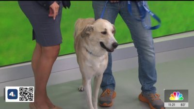 Clear the Shelters: Conchita at Pasadena Humane