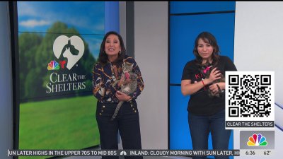 Clear the Shelters: Lionel and Antonella are looking for a fur-ever home