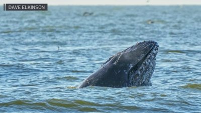 ‘They're going to where the food is': Whale sightings increasing in the California coast