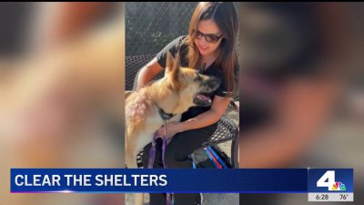 Mission Viejo offering free training for adoptable shelter dogs