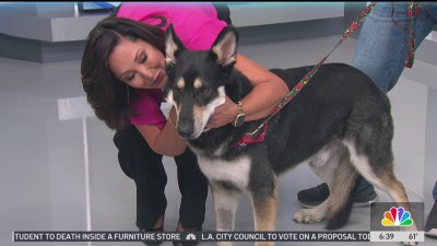 Clear the Shelters: Rocky the German Shepherd is looking for a home