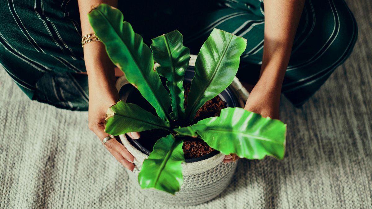 Quiz and cosplay fun at a party for plant fans – NBC Los Angeles